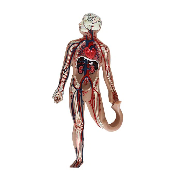 بلڈ گردش سسٹم ماڈل