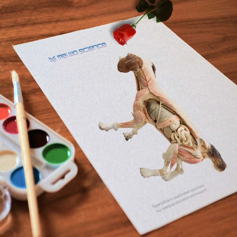 animal plastination specimen animal plastination specimen