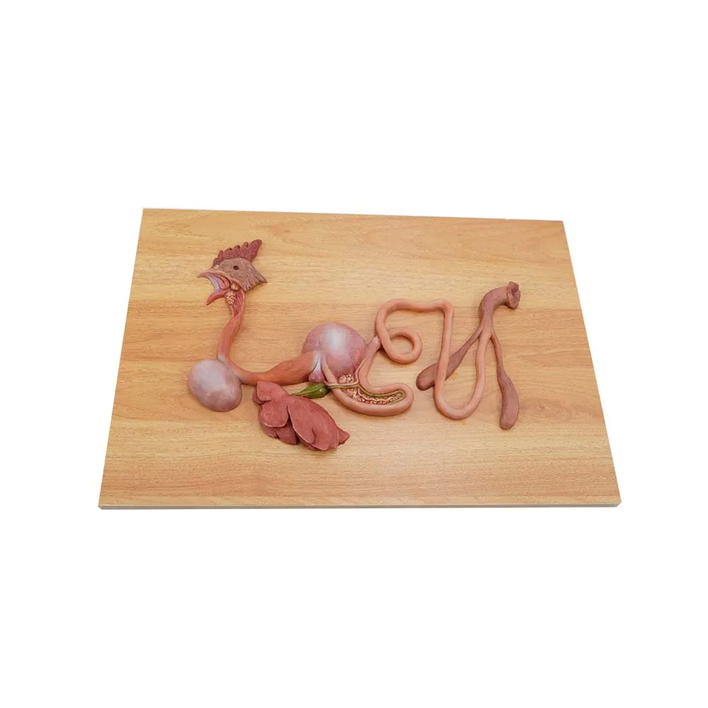 chicken digestive tract anatomy model chicken digestive tract anatomy model