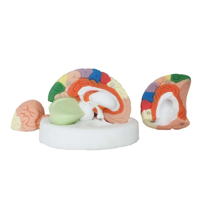 human brain anatomy model for sale human brain anatomy model for sale